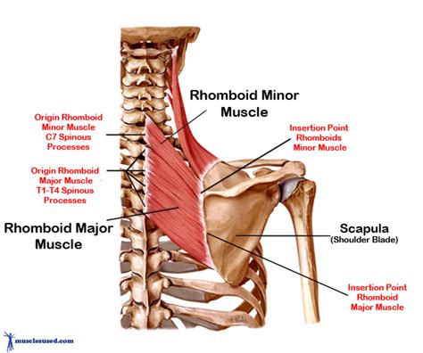 Rhomboid Muscles are found in the upper torso of the back.