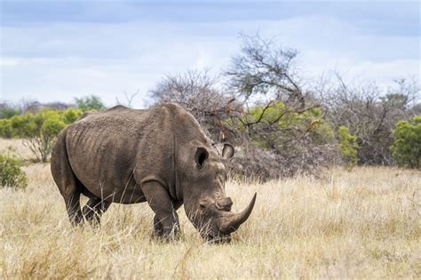 Saving the Majestic Rhino: Conservation Challenges and Successes Across ...