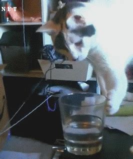 Angry Cat GIF - Find & Share on GIPHY