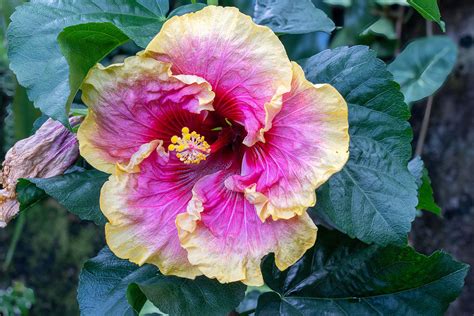 10 Different Types of Hibiscus - Garden Lovers Club