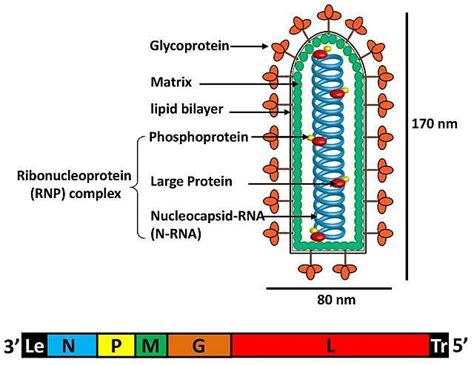 Rhabdoviridae - Wikiwand