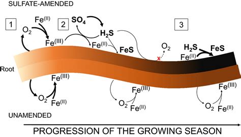 Proposed mechanism of iron sulfide formation on wild rice roots exposed ...