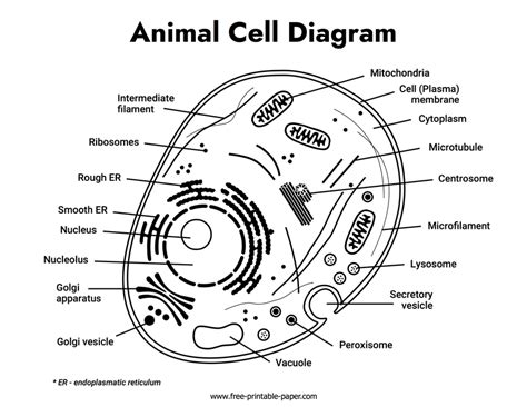 Animal Cell Diagram – Free-printable-paper.com