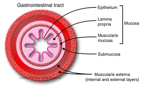 General histologic anatomy of the tubular digestive tract – Veterinary ...