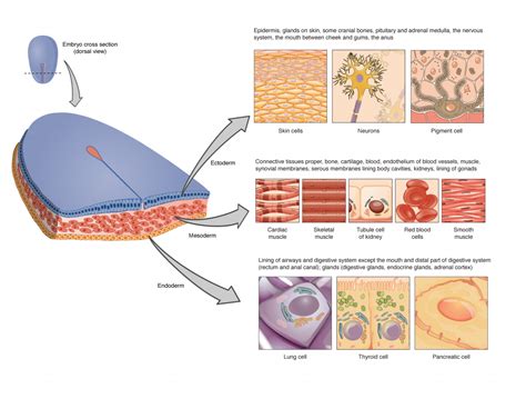 Human Body Tissues And Their Functions