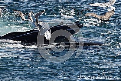 Humpback Whale Feeding Stock Photography | CartoonDealer.com #75628118