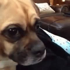 Puppy Dog Eyes GIF - Pet Sad Puppy - Discover & Share GIFs