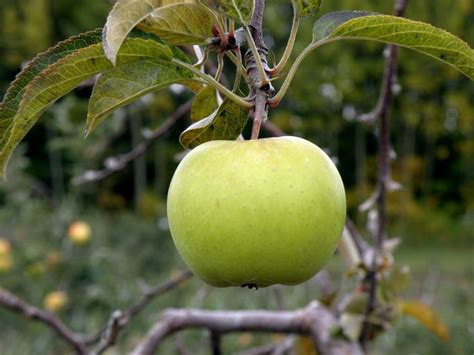 Green Apple, Cranes Orchard, Fennville, MI | Apple, Green apple, Fennville