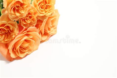 Bouquet of Roses in a White Background Stock Image - Image of vivid ...