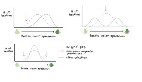 1.3 Natural Selection Diagram | Quizlet