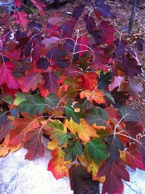 Oakleaf Hydrangea Fall Color | Oakleaf hydrangea, Plant combinations ...