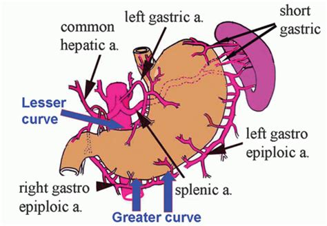 Stomach Blood Supply Anatomy