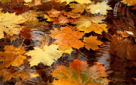 Autumn leaves in the rain water - HD wallpaper