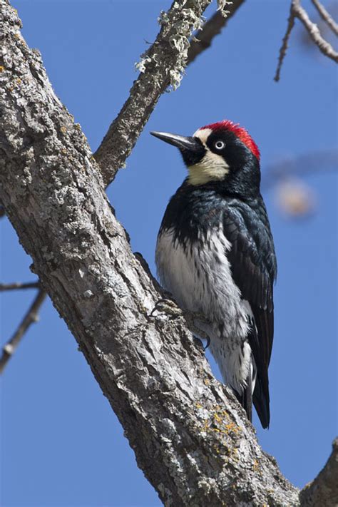 Acorn Woodpecker photos and wallpapers. Collection of the Acorn ...