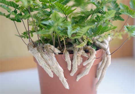 How to Propagate Rabbit Foot Fern: A Growers Guide