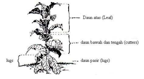 Tanaman Tembakau dan Pengolahannya ~ Blurry Eyes