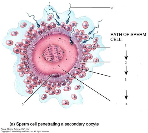 Primary Oocyte - Norah-has-Hatfield