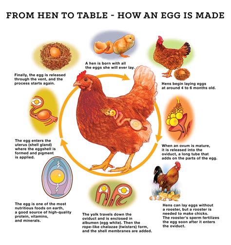 How a Hen Makes an Egg