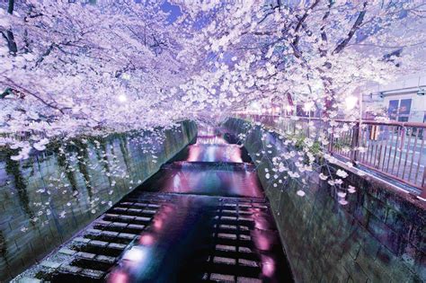 Cherry Blossom Japan Aesthetic Wallpaper Desktop - Mural Wall