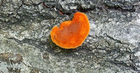 Invasive Plants in Arlington: Orange Fungus on Log