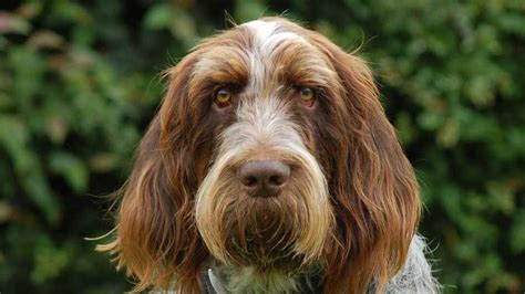 Spinone Italiano - Temperament, Lifespan, Shedding, Puppy