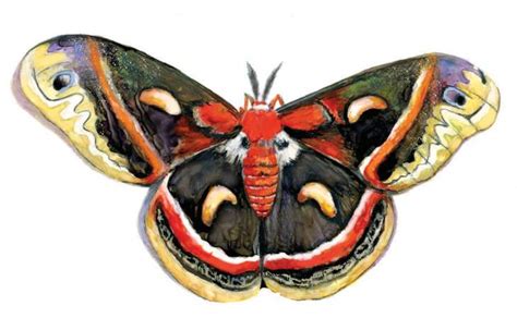 Cecropia Moths | Summer 2023 | Articles | Invertebrate Bestiary