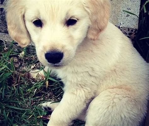 √√ Golden Retriever Adoption Pennsylvania USA - Buy Puppy In Your Area