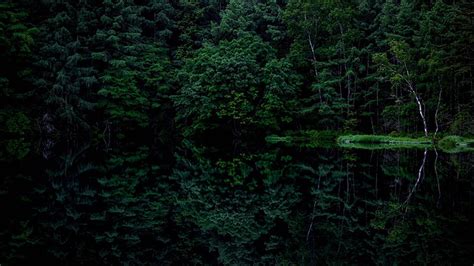 Green Trees Forest Dark Background Reflection On Water HD Dark ...