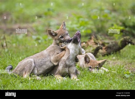 Wolf Pups Playing High Resolution Stock Photography and Images - Alamy