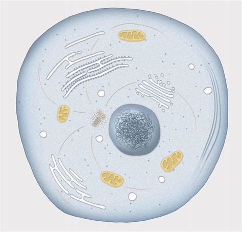 What is the Relationship Between the Nucleus and Cytoplasm?