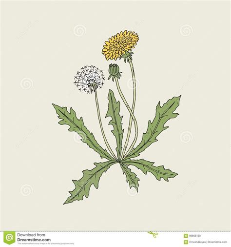 Elegant Detailed Drawing Of Dandelion Plant With Yellow Flower, Seed ...