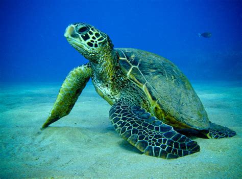 Green Sea Turtle | Wild Life World