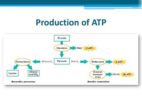 Atp production - linubezyX