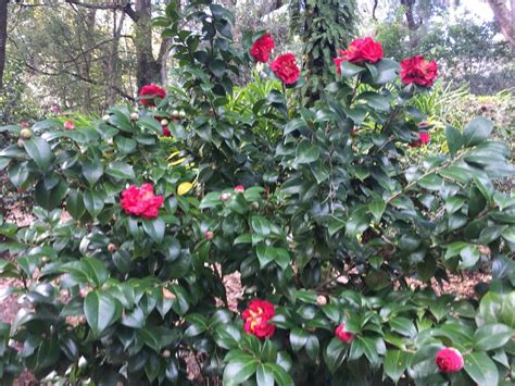 Zone 6 Camellia Plants - Choosing Camellias For Zone 6 Climates