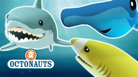 Octonauts Whale Shark Toy | Wow Blog