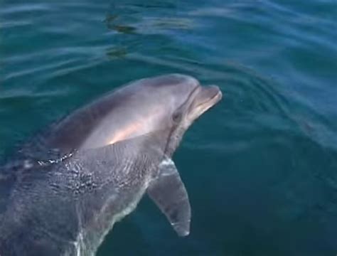 Having survived the Nazis, this woman secretly trained COMBAT DOLPHINS ...