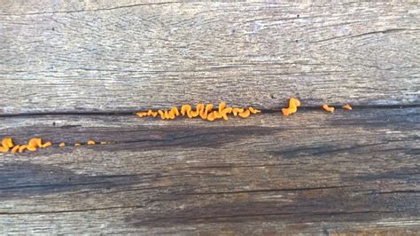 Orange Fungus On Wood Planks Stock Photo - Download Image Now - Fungus ...