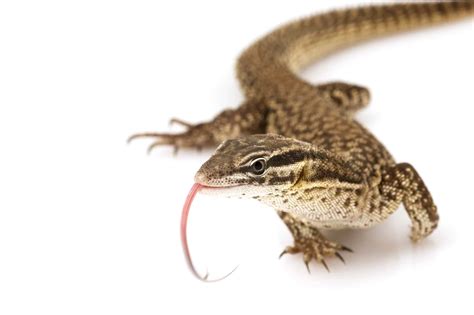 Red Ackie Monitor - A-Z Animals