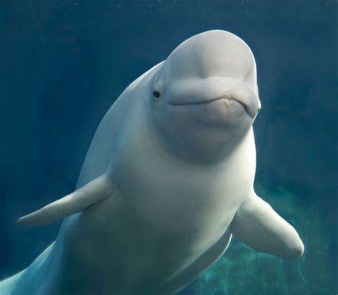 Beluga Whale Facts, Habitat, Sounds, Diet, Baby, Videos, Pictures