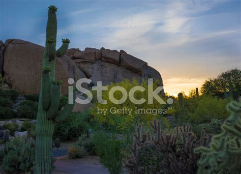 Sonoran Desert At Sunset Stock Photo | Royalty-Free | FreeImages