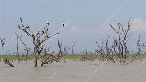 Baringo Lake landscape - Stock Video Clip - K008/4394 - Science Photo ...