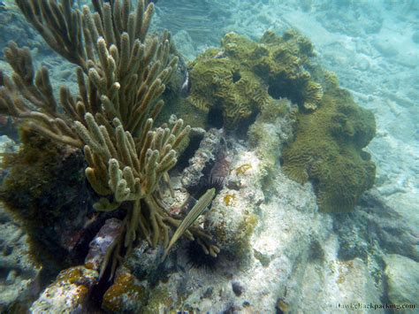 Dry Tortugas Snorkeling - HawkeBackpacking.com