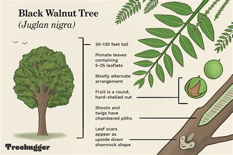 How to Identify the Common Black Walnut Tree