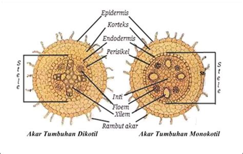 Struktur Akar Monokotil dan Dikotil | Penampang, Colour pallette ...