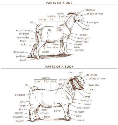 Male Goat Anatomy