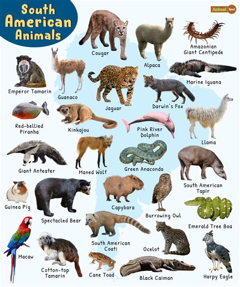 South American Animals - List, Facts, Pictures