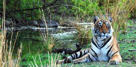 Wildlife of Rajasthan - National Parks & Sanctuaries, Plant & Animal Life