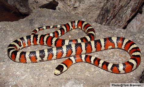 49 best Desert Snakes images on Pinterest | Snakes, Snake and Reptiles