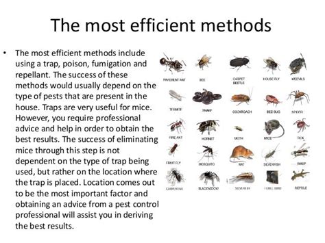 The Most Effective Methods For Dealing With Mice in 2014