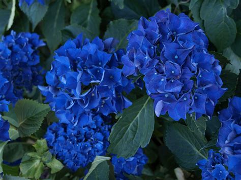 Blue Hydrangea Plant